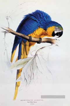  Edward Peintre - Ara bleu et jaune Edward Lear